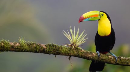 Costa Rica Paradiso Fiscale